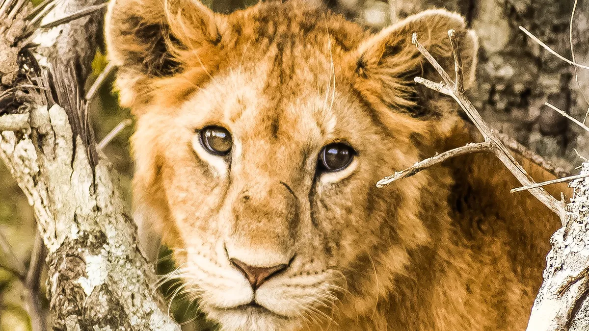 Wildlife