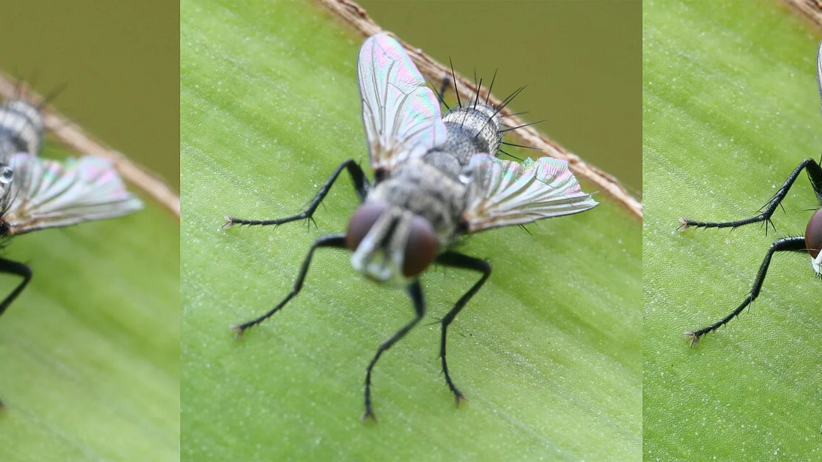 Focus Stacking